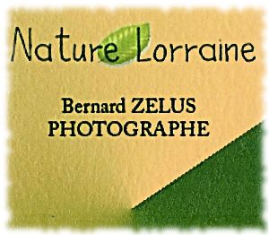 Nature Lorraine